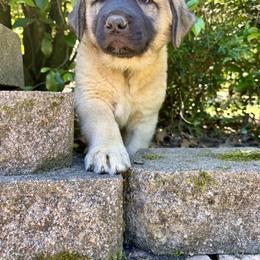 Anatolian Shepherd Dog Puppies from Carolina Landstock