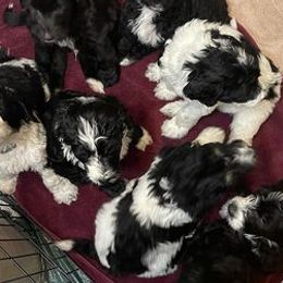 Bernedoodles from Gigis Bernedoodles