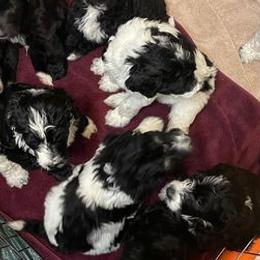 Bernedoodles from Gigis Bernedoodles