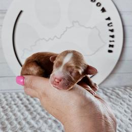 Gage - Red male Cavapoo puppy in London, Kentucky from Blue Meadow Puppies
