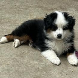 Kayak - Black tri male Toy Australian Shepherd puppy in Bristow, Iowa from Pine Ridge Toy and Mini Aussies