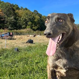 Qualida  - Dutch Shepherd