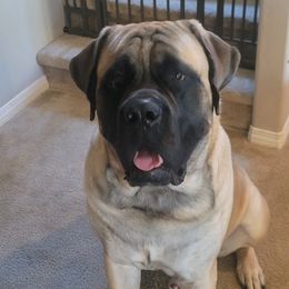 Mastiff All Grown Up from Temblor Mastiffs