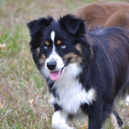 Dollar - Miniature Australian Shepherd