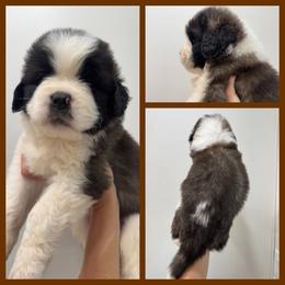 Brown - Mahogany and white male Saint Bernard puppy in Ladysmith, Wisconsin from Northwoods Saint Bernards