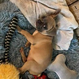 Boston Terriers and French Bulldogs from Bree’s Bostons & Buddies