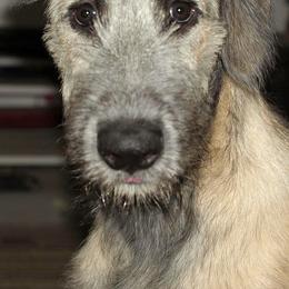 Irish Wolfhound Puppies from Mt Carmel Irish Wolfhounds