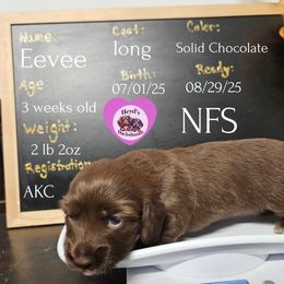 Justice - Chocolate female Dachshund puppy in Hoquiam, Washington from Heyd's Mini Dachshunds