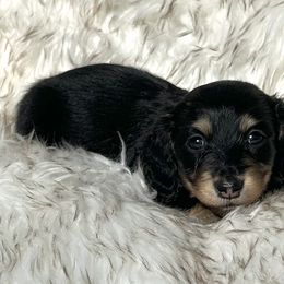 Bebe's Black and Cream - Black and cream female Dachshund puppy in Kalama, Washington from Dazzling Doxies
