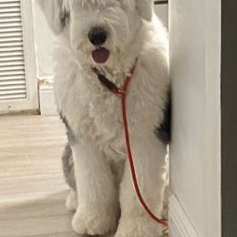 Old English Sheepdog All Grown Up from Signature’s  Old English Sheepdogs