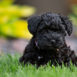 Miniature Schnauzer Puppies from Star Schnauzers