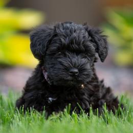 Miniature Schnauzer Puppies from Star Schnauzers