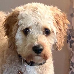 Cavapoos from Honey & Lemon Royalty