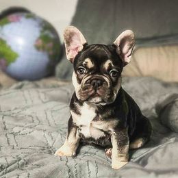 Lindt - Tricolors male French Bulldog puppy in New Hampton, New Hampshire from Kismet French Bulldogs