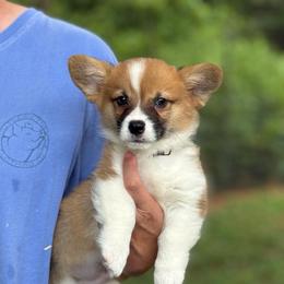 Red - fluff carrier - Red male Pembroke Welsh Corgi puppy in Nashville, Arkansas from Whisenhunt Farms