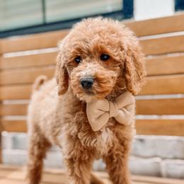 Easton - Red  male Goldendoodle puppy in Iola, Texas from Supreme Doodles of Texas