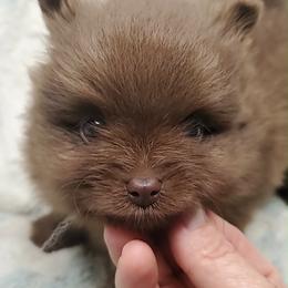 Boy 1 - Chocolate male Pomeranian puppy in Tulsa County, Oklahoma from CP Kennels