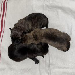 Girl 3 - Brindle female Scottish Terrier puppy in Scurry, Texas from Starlight Scotties of Texas