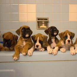 Boxer Puppies from Lando Boxers