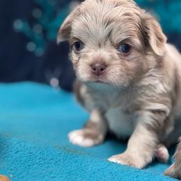 Mack - Merle male Chihuahua puppy in Newport Beach, California from Exotic City Pomeranians and chihuahuas