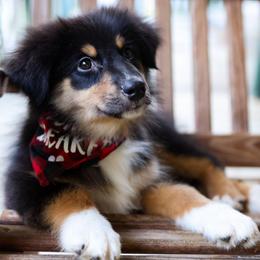 Huntsman - Black tri-color male Australian Shepherd puppy in Georgetown, Texas from River Reign Australian Shepherds