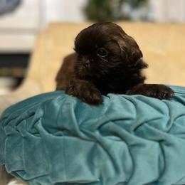 Vienna - Chocolate female Shih Tzu puppy in Statesboro, Georgia from Magnolia Small Breeds