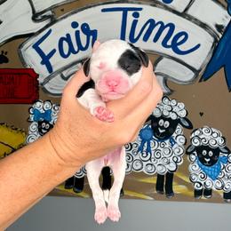 Cotton Candy - Black and white female Sheepadoodle puppy in Adams, Nebraska from Boxcar Doodles and Poodles