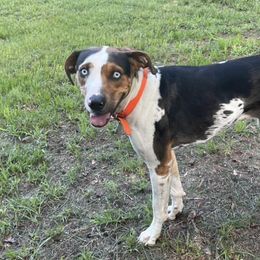 Catahoula Leopard Dogs from Silver Six Catahoulas