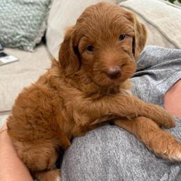 Purple collar girl - Red  female Goldendoodle puppy in Ridgewood, New Jersey from Jessie’s Doodles