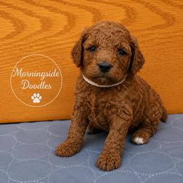 Pick number 2 of girls - Red female Irish Doodle puppy in Madison, Wisconsin from Morningside Doodles