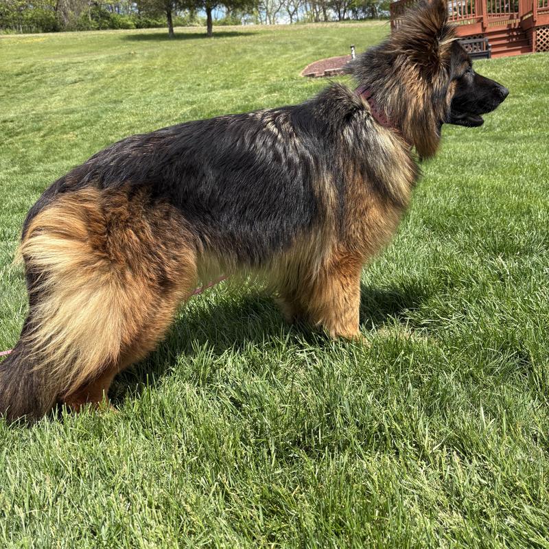 A puppy from Alsup German Shepherds, photographed by Krista K.