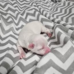 Nelly - White female Maltese puppy in Austin, Texas from Austin Maltese Babies