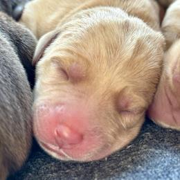 1st pick yellow female - Yellow female Labrador Retriever puppy in Portland, Tennessee from Whiskey Ridge Retrievers