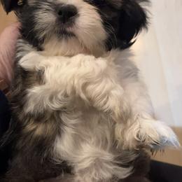 Shih Tzus from Wes-Trac Shih Tzus