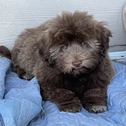 Companion Cross and Havanese Puppies from With Love Breeding Co.
