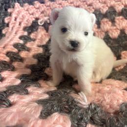 Pinky pie - White female Pomeranian puppy in Rhode Island from Heartfelt Kennels