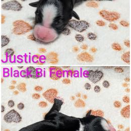 Justice - Black & white female Australian Shepherd puppy in Squaw Valley, California from A&M Australian Shepherds