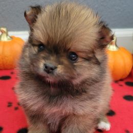Pomeranian Puppies from JC Pomz
