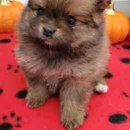 Pomeranian Puppies from JC Pomz