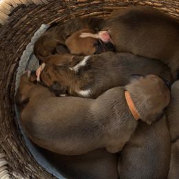 Boxers from Rocky Mountain Boxers