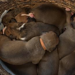 Boxers from Rocky Mountain Boxers