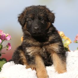 Orange - Black and red German Shepherd puppy in El Dorado, California from von den Bären Shepherds