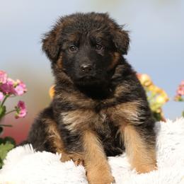 Orange - Black and red German Shepherd puppy in El Dorado, California from von den Bären Shepherds