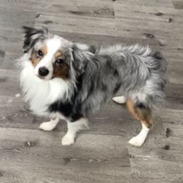 Miniature Australian Shepherds from Stephanie's Mini Aussies