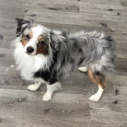 Miniature Australian Shepherds from Stephanie's Mini Aussies