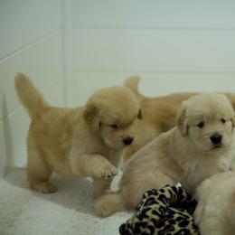 Male show bred puppy (family pet) assigned to you - Golden male Golden Retriever puppy in Lemoore, California from UnrivaledGoldens