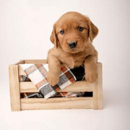 Bear - Dark golden male Golden Retriever puppy in Buhl, Idaho from Atkinson's Goldens