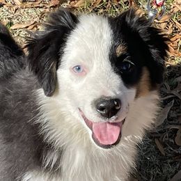 Phantom - Black tri male Miniature American Shepherd puppy in Garysburg, North Carolina from Schaefer's Miniature American Shepherds