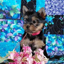 Ruby - Blue and gold female Yorkshire Terrier puppy in Pinellas Park, Florida from Silversands Yorkshire Terriers