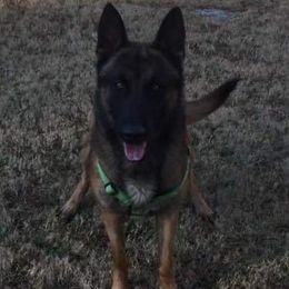 Belgian Malinois from Granite City Kennel